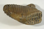 画像:トロゴンテリゾウ（左上第3大臼歯）