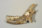 画像:ヤベオオツノジカ（第1〜第3大臼歯付き左下顎骨）