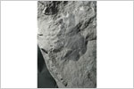 画像:被子植物の葉化石（所属不明）