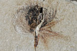 画像:被子植物の生殖器官の化石（所属不明）
