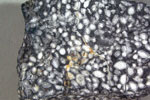 画像:フズリナ化石（ネオシュワゲリナ）を含む石灰岩