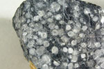 画像:フズリナ化石（ヤベイナ）を含む石灰岩