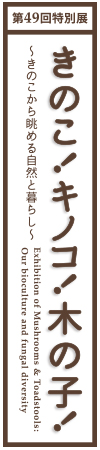 第49回　きのこ！キノコ！木の子！　大阪市立自然史博物館