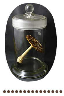 イボテングタケ