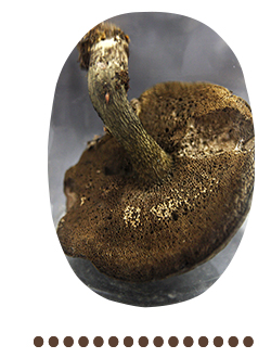 モエギアミアシイグチ