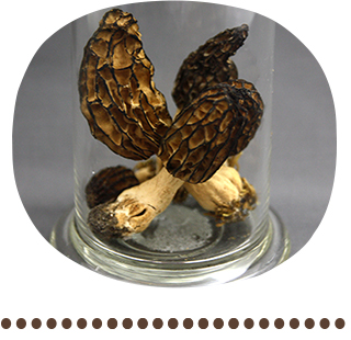 トガリアミガサタケ