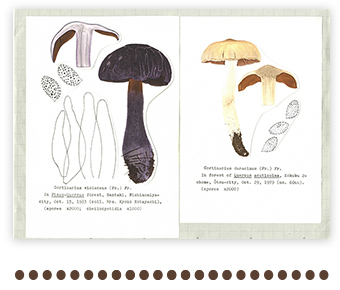 ムラサキフウセンタケ・ニセフウセンタケ