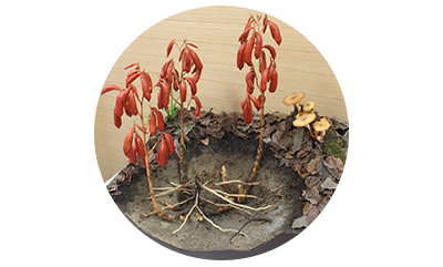 ツチアケビの模型