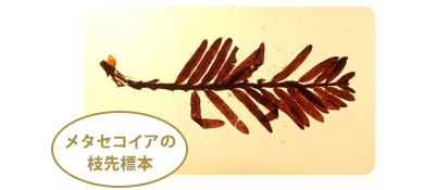メタセコイアの枝先標本