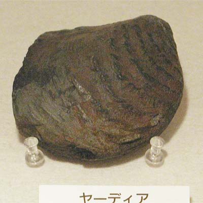 Yaadia japonica obsoleta