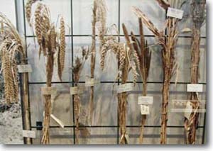 B．雑穀のふるさと