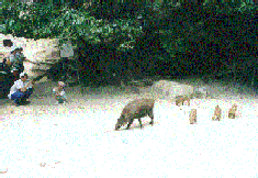 inoshishi1.gif (16456 �o�C�g)