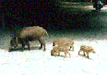 inoshishi3.gif (15676 �o�C�g)